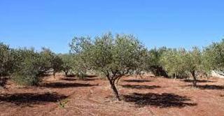 Rural plot in Rossell