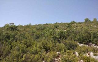 Finca rústica a Requena