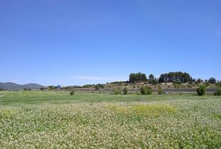 Terreny residencial a Agullent
