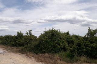 Finca rústica  Realengo
