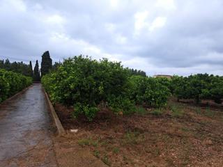 Finca rústica  Partida carrer devesa a