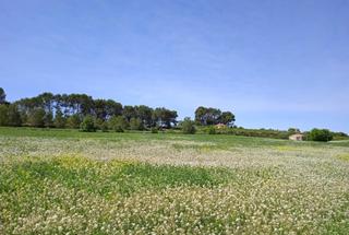 Terreny residencial a Agullent