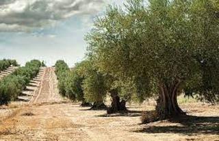 Fondo rustico in Rossell