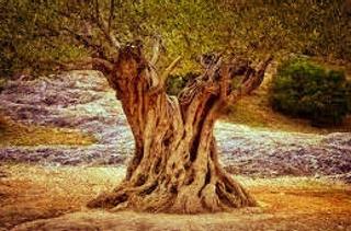 Fondo rustico in Rossell