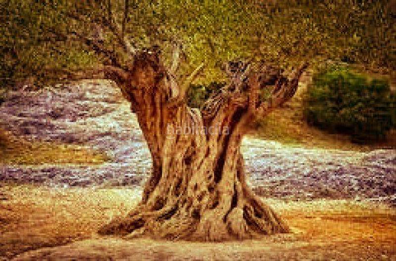 Foto 5c7a4743-ecbf-4cac-91ea-2f666f4b0238. Propriété dans Rossell