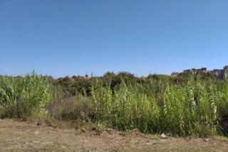 Terreny residencial a Sueca