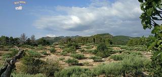 Masia a Benifallet. Finca rústica de 17,61 hectáreas con masia