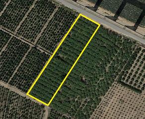 Terreny residencial a Santomera. Parcela rústica en la almazara