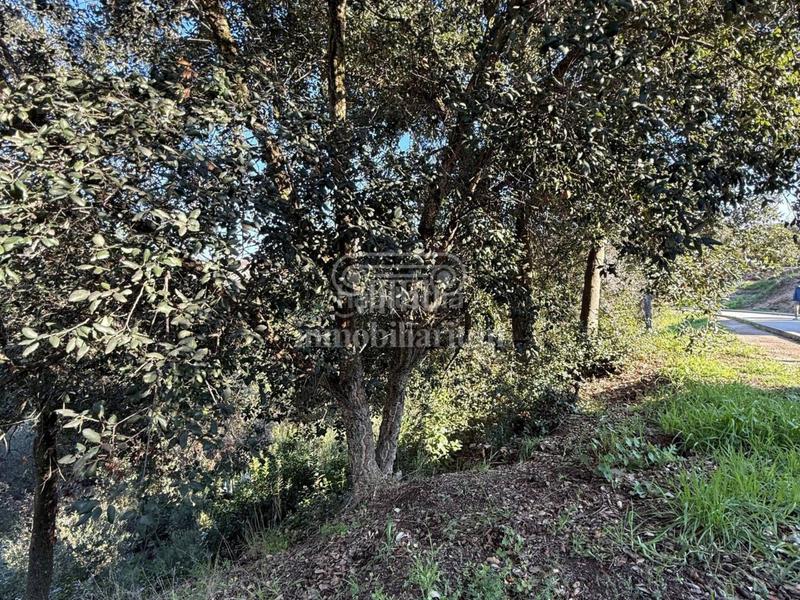 Foto 8b816b94-2336-420d-be22-b64865ba09f8. Finca rústica terreno en venta en los pinares en Lloret Verd - Els Pinars Lloret de Mar