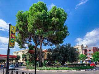 Terreny residencial a Alcúdia (l´). Solar urbano en venta en lalcudia