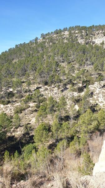 Foto 203543fb-7ce6-4e73-ad66-ef29a8b6a9e8. Wohngrundstück in Requena