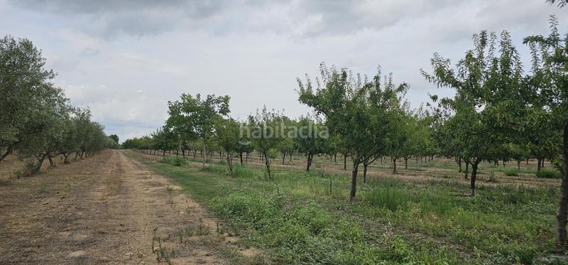 Foto 46be6245-6c1c-48f5-bec3-9c335c82c378. Propriété dans Móra d´Ebre