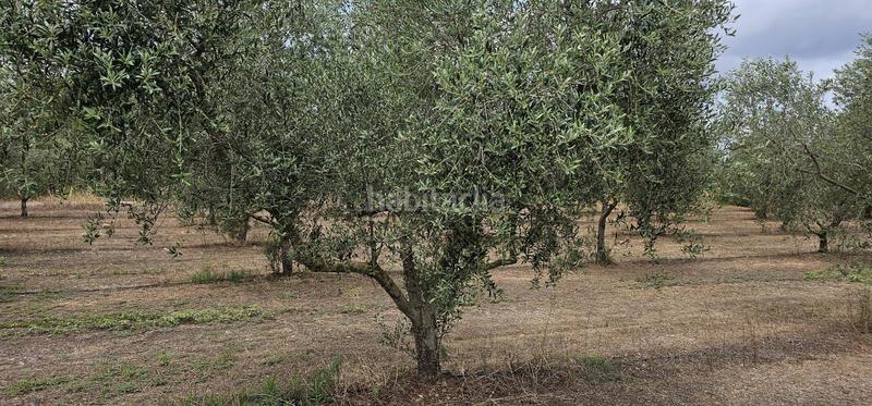 Foto 4e1ffb6a-059e-4752-b63e-95e807883bd8. Propriété dans Móra d´Ebre