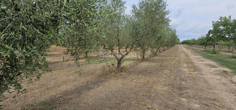 Foto 56cea667-86a7-497b-97c8-36e3e435a246. Propriété dans Móra d´Ebre