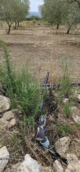 Foto 6c2e0e0c-6d44-4b90-bdb6-67a6fda68190. Propriété dans Móra d´Ebre