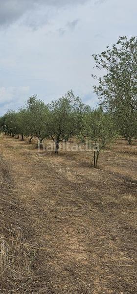 Foto 77a25f23-8a6f-436d-b17b-b306a940faa2. Propriété dans Móra d´Ebre