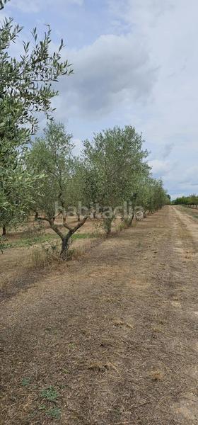 Foto a794238c-437f-4b25-802a-662b809ac9fb. Propriété dans Móra d´Ebre