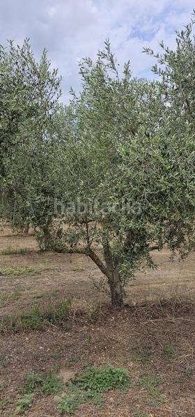 Foto c01d2260-6f68-4421-9371-42b52601953d. Propriété dans Móra d´Ebre