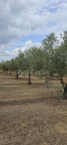 Foto f209d245-6c12-4c2c-9b0c-0995a1acf60f. Propriété dans Móra d´Ebre