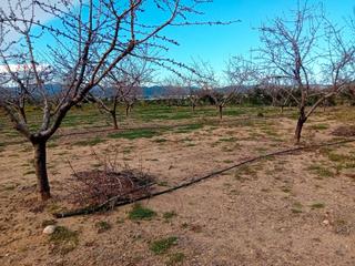 Rural plot  Partida monterols. Plantación principalmente de olivos con excelente rendimiento