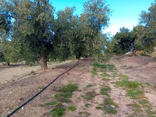 Rural plot  Partida monterols. Plantación principalmente de olivos con excelente rendimiento