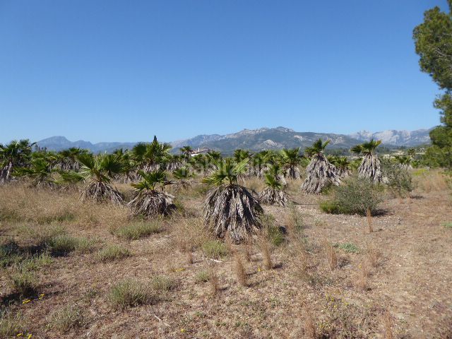 Foto ea288830-10d8-438e-ab66-3707cad1b1a9. Masía en Xerta