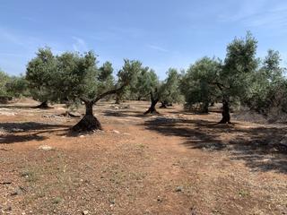 Country house in Ampolla (L´)