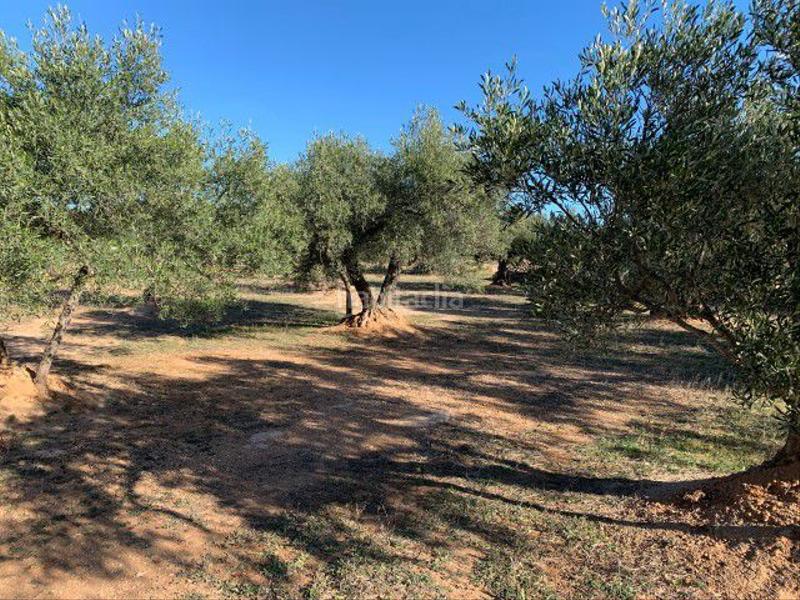 Foto 12c28d22-bf5f-4860-8ee3-6cf3b8bf1de3. Masía en Xerta