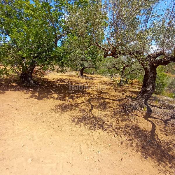 Foto 1a2f1efc-511a-44ae-b2c1-2410f96af4a9. Finca rústica a Bítem Tortosa