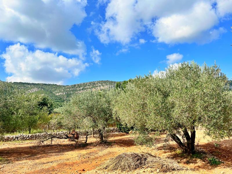 Foto a4b0f4d6-88b2-4e25-b14c-b9c6c6c6089f. Chalet dans Freginals