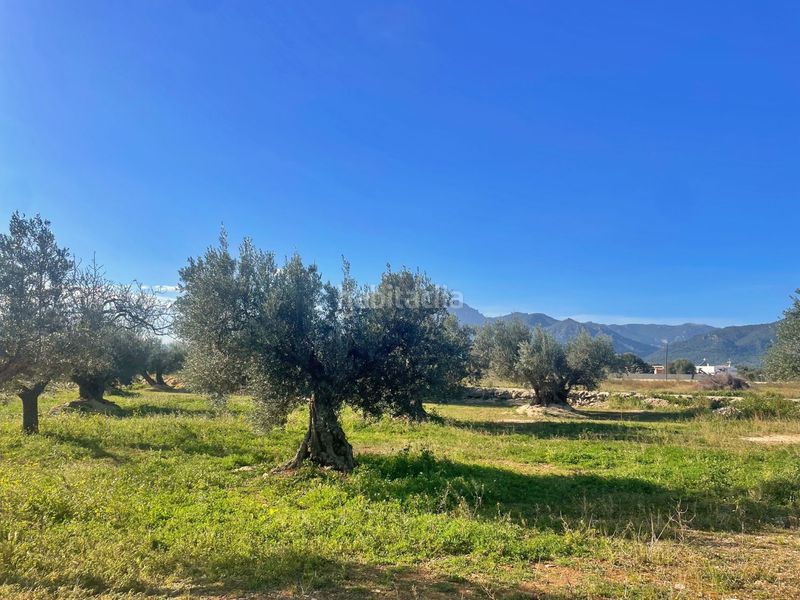Foto e5906bba-ee13-4ce7-9410-41b6b267d5b5. Finca rústica a Aldover