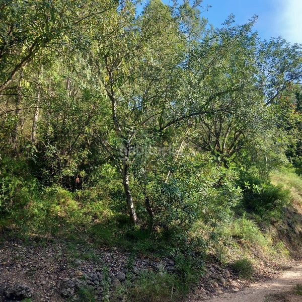 Foto bf654bf8-c37f-4a43-aae2-2fa5774df9f5. Finca rústica a Tivenys