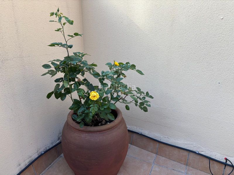 Foto 5ee2578c-4eb0-4eda-8359-b80984cd049d. Dúplex amb calefacció a Progrés - Pep Ventura Badalona