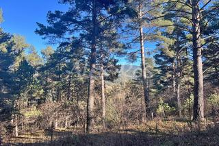 Terreny residencial  Segramorta. Parcela rodeada de bosque en la molina