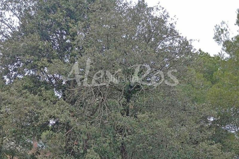 Foto 5bd00a25-aaf5-476f-b898-4e85feea8d5d. Casa amb calefacció aparcament piscina a Poble Calonge