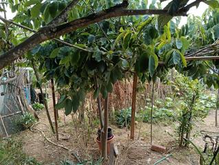 Mas à Nord. Casa con jardin