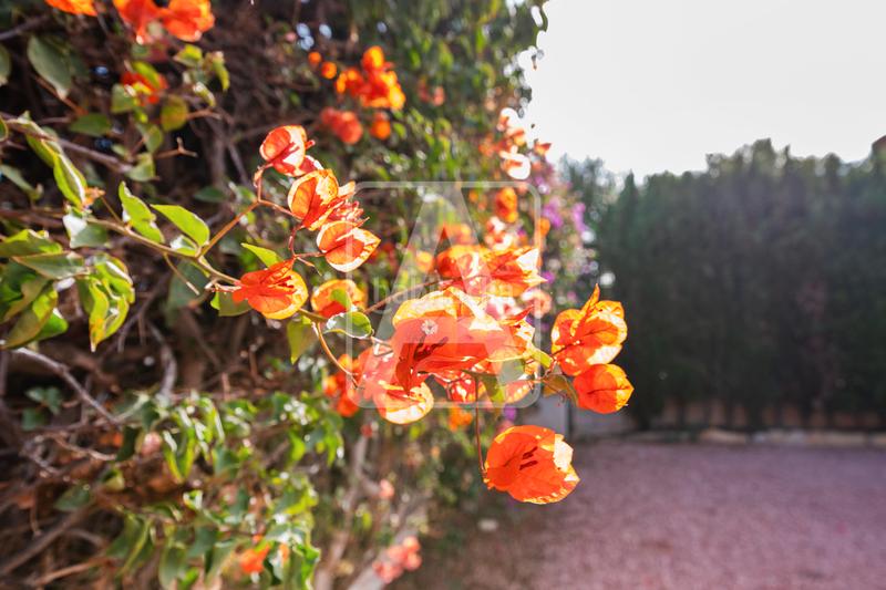 Foto 19522194-db12-4b60-8006-84adb3fba85d. Chalet villa en venta e, ortembach en Marisol Park - Ortembach - Los Almendros Calp