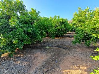Propriété à Partida serra perenchisa. Venta finca rustica de 55 hanegadas de agrios en variedad navela
