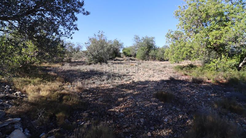 Foto 1e5903f2-be24-499d-9f7e-48eb4f53c432. Fondo rustico in Partidas de Interior - Zona Rústica Vinaròs