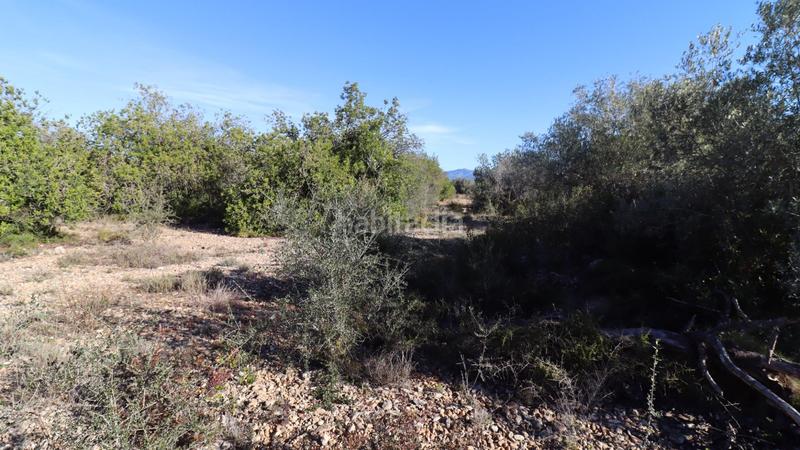 Foto 2f9415b0-91dd-48b8-a677-1cbcc0f920f7. Fondo rustico in Partidas de Interior - Zona Rústica Vinaròs