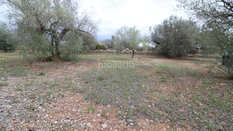 Foto 91246a29-c91f-4316-893b-23473efe9ae1. Propriété dans Ulldecona