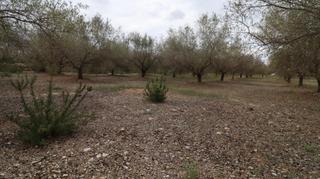 Finca rústica a Ulldecona. Finca de olivos