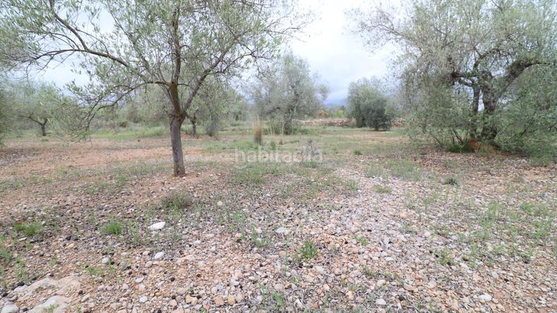 Foto c499caa1-ecde-4ca7-bba8-39bc953fd344. Propriété dans Ulldecona