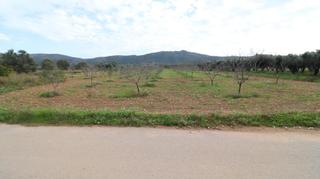 Finca rústica a Ulldecona. Finca de almendros con almacén