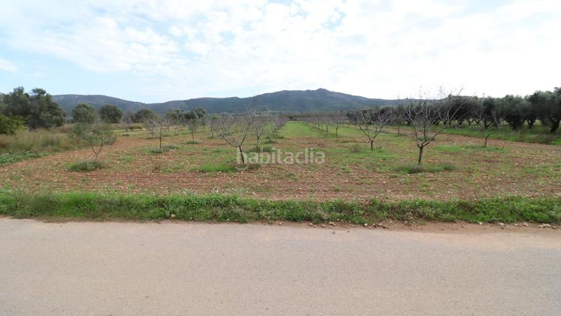 Foto 96a035e4-ea72-4128-8001-296ba8241f11. Rural plot in Ulldecona