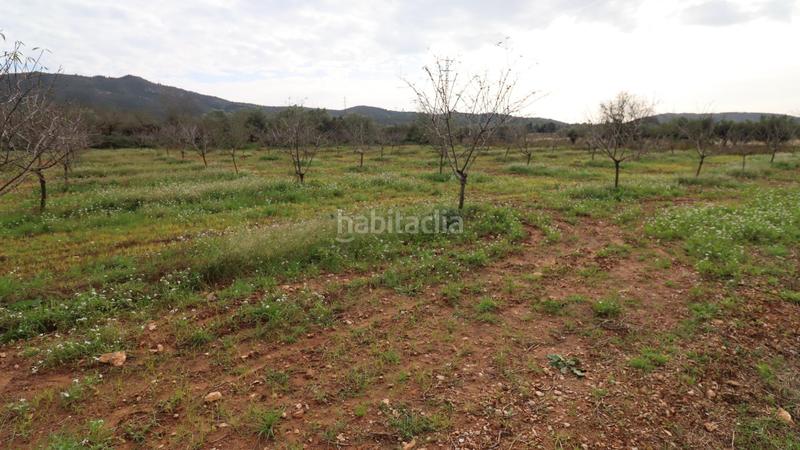 Foto c71b0bbb-c9b7-4016-8272-9b53c9f9352c. Rural plot in Ulldecona