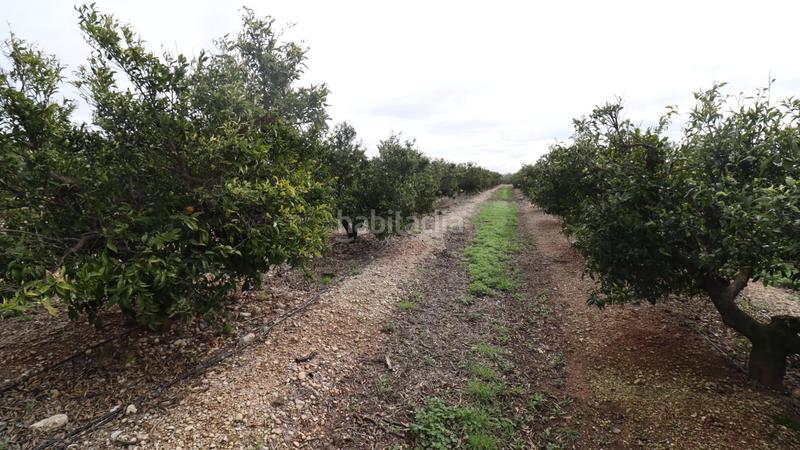 Foto 2df433df-bdd6-465e-9267-3de575aec025. Finca rústica finca de mandarinos en producción en San Rafael del Río