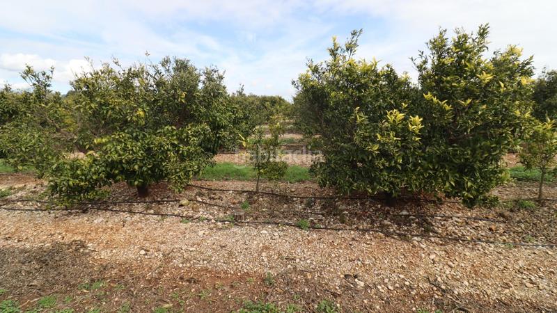 Foto 47d76b66-4daf-45c5-97f4-7319c65b7e9e. Finca rústica finca de mandarinos en producción en San Rafael del Río