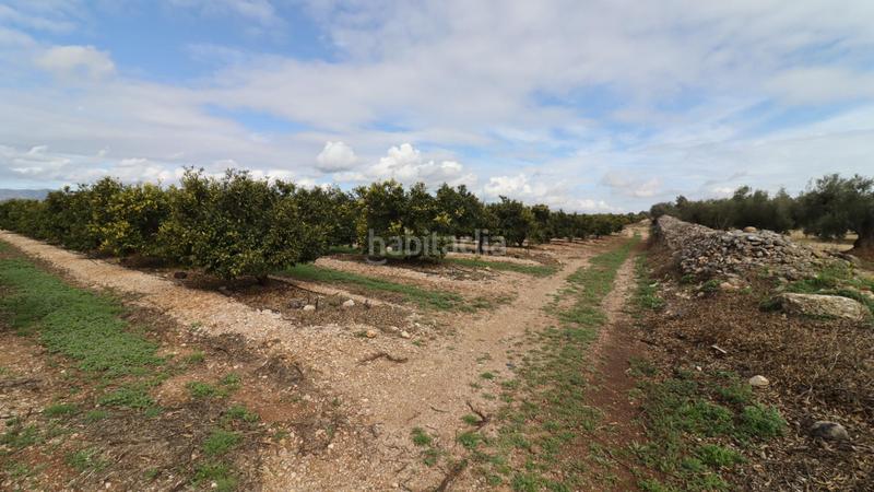 Foto 48880484-127c-48f8-9a3b-7ba7e641cd18. Finca rústica finca de mandarinos en producción en San Rafael del Río