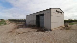 Finca rústica a San Rafael del Río. Finca de mandarinos en producción